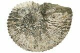 Bumpy Ammonite (Douvilleiceras) Fossil - Madagascar #224606-1